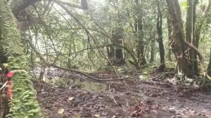 Hiking in French Polynesia Трекинг поход в горах Французской Полинезии Таити    2026 апрель