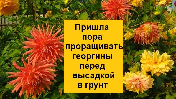 Георгины вынесла на проращивание из подвала в теплицу