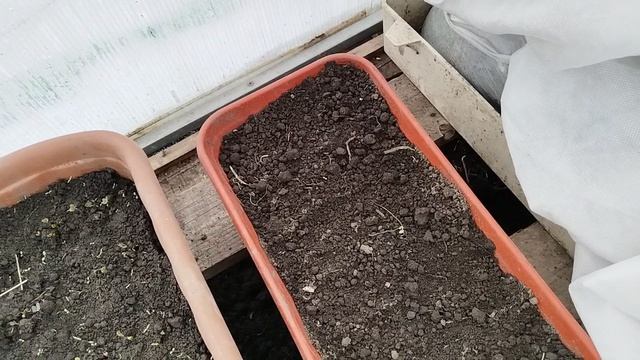 Садово-огородная сага. Приехала на дачу. Как там мои посевы? И вот что я обнаружила...