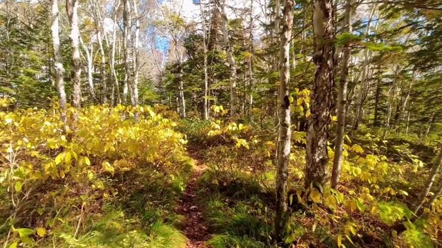 Сатсанг 133  Роберт Адамс.