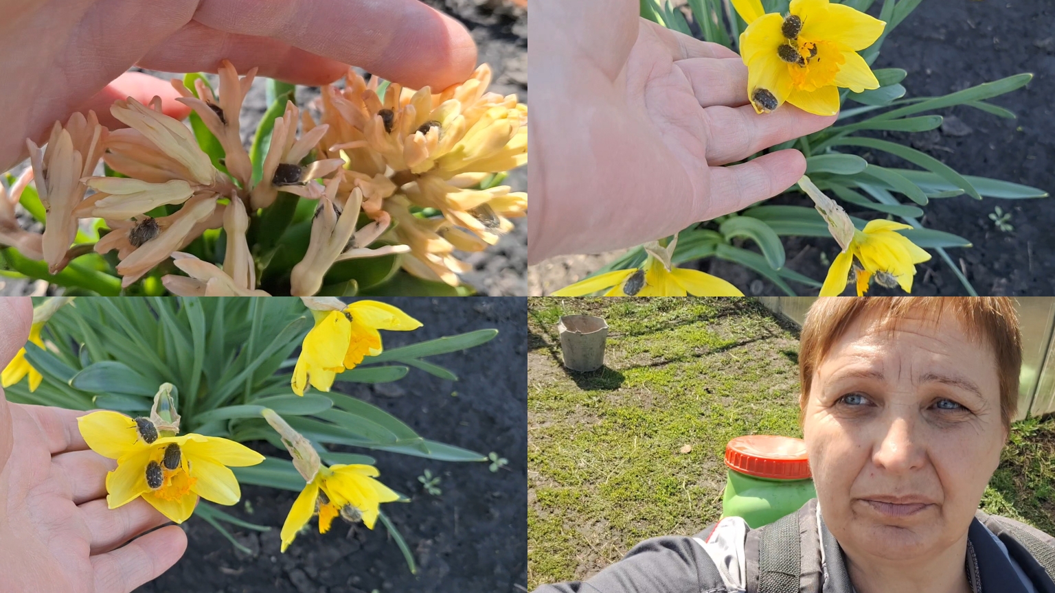 Борюсь с оленкой мохнатой, спасаю цветы.Потравила всё в саду два раза за день