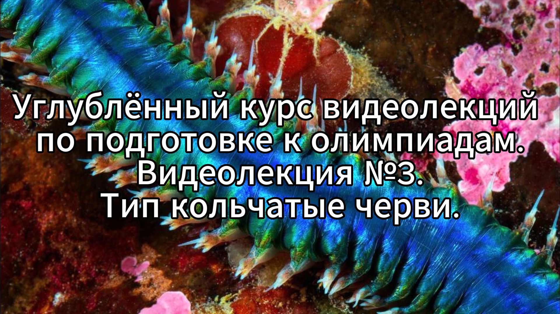 3. Тип кольчатые черви - систематика внешнее и внутреннее строение разнообразие представителей.