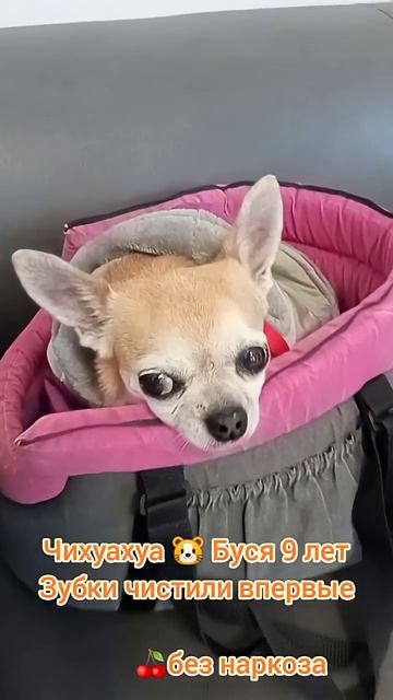 Чихуахуа Буся 9 лет, чистим зубки впервые,