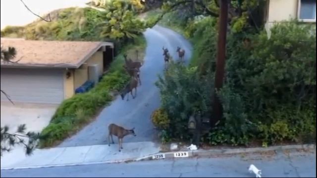 Неожиданная встреча кота с косулями