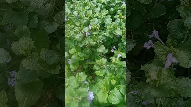 Будра плющевидная сороканедужник.