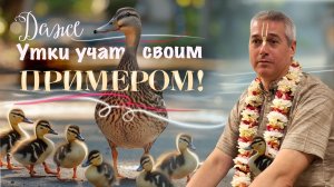 Е.М. Нитьянанда Чаран Дас - ШБ 7.8.54-56 - 08.04.2026 (Томск)