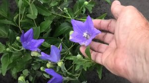 Посев многолетнего цветка платикодона