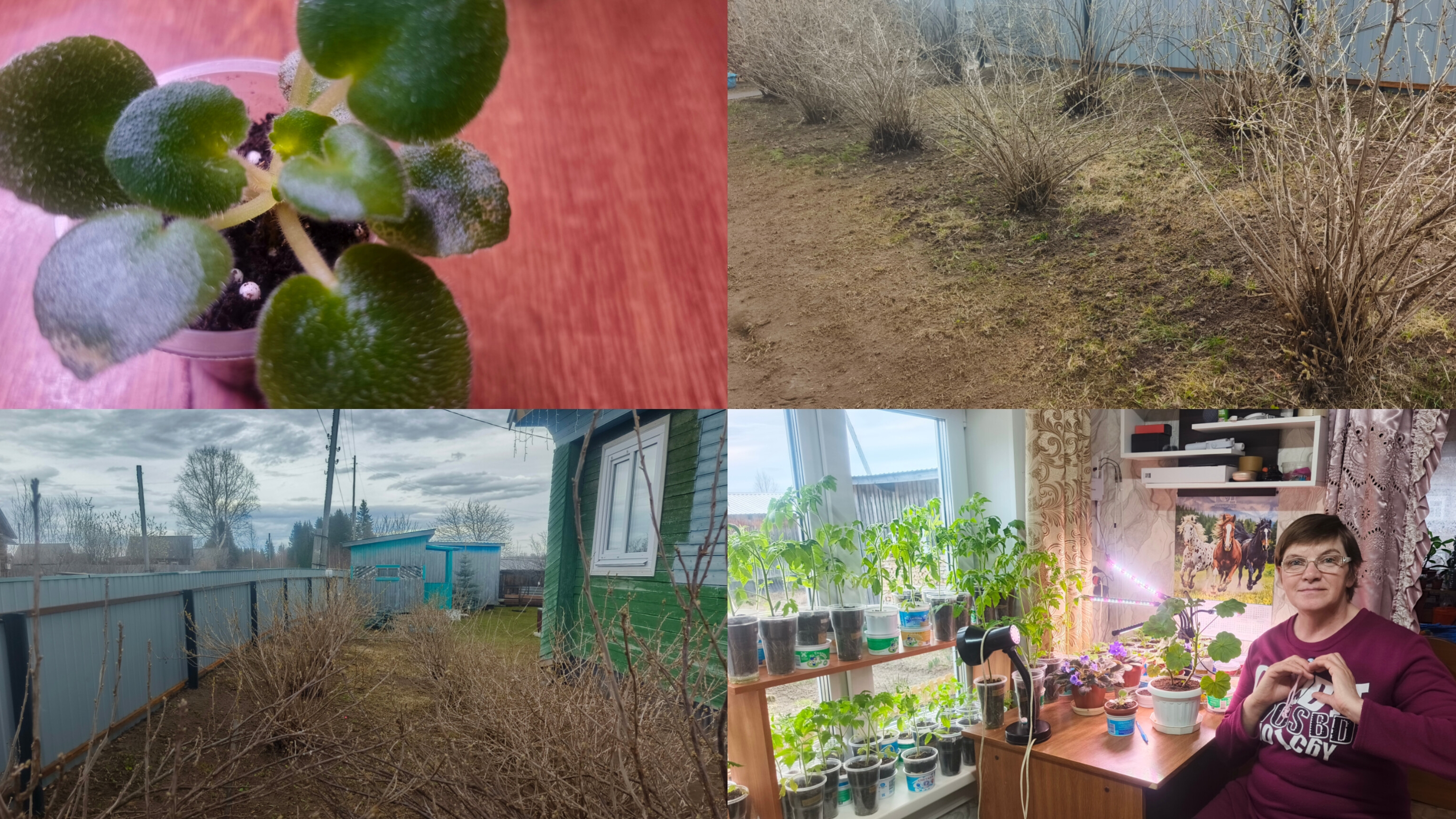 Весь день ждала,прибралась и обрезала кусты .