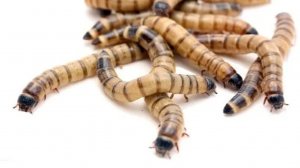 Во что превратилась личинка зоофобуса.. 🫣