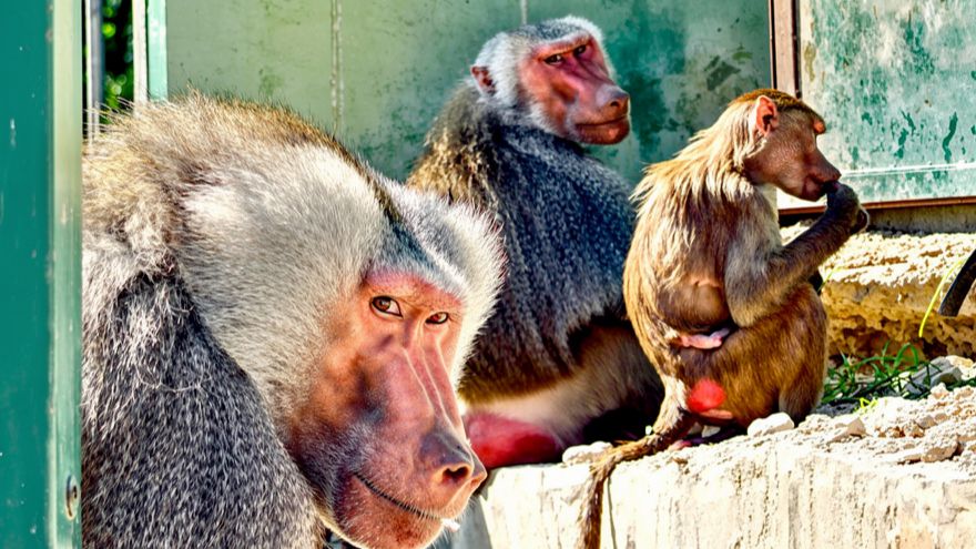 Гамадрилы ПРЯЧУТ детёнышей, ОПАСАЮТСЯ? Смотрим- МАЛЬЧИК или девочка?! Мигель в изгнании. ДОМ2