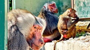 Гамадрилы ПРЯЧУТ детёнышей, ОПАСАЮТСЯ? Смотрим- МАЛЬЧИК или девочка?! Мигель в изгнании. ДОМ2