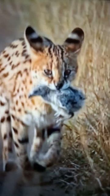 Сервал охотится на птенца😳🤔