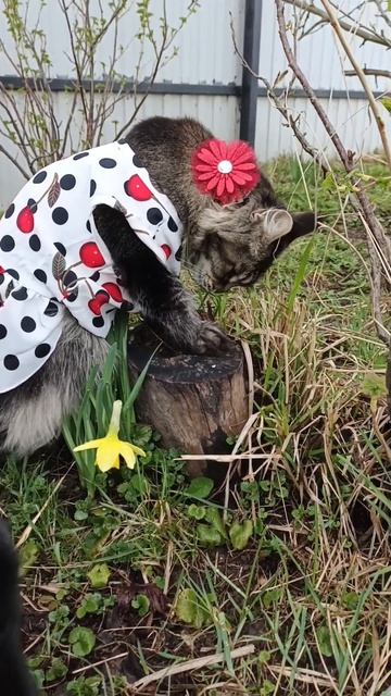 Драгоценная лига 💎Аврора шел Кун прайд ❤️🔥❤️🔥❤️🔥