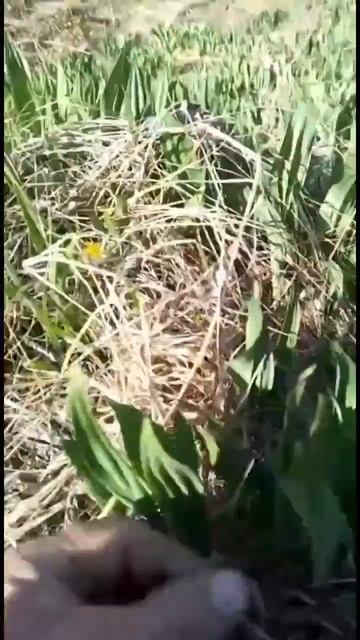 Медведи не топчите Черемшу 😣