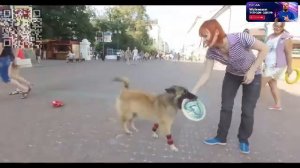 Животные. Пингвины, нерпы ,коты.