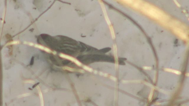 (9)Чечетки-прощание звук