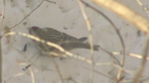 (9)Чечетки-прощание