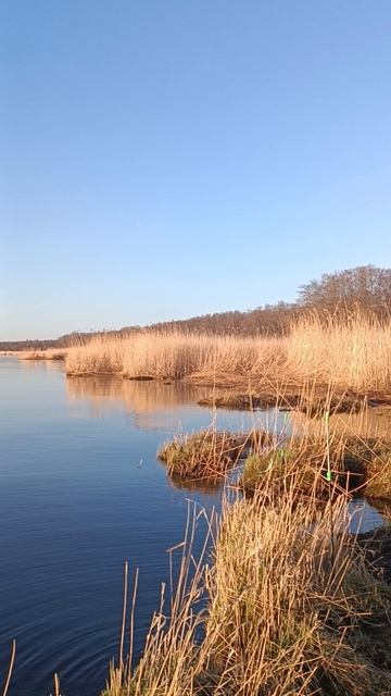 утро 18 апреля Куршский залив