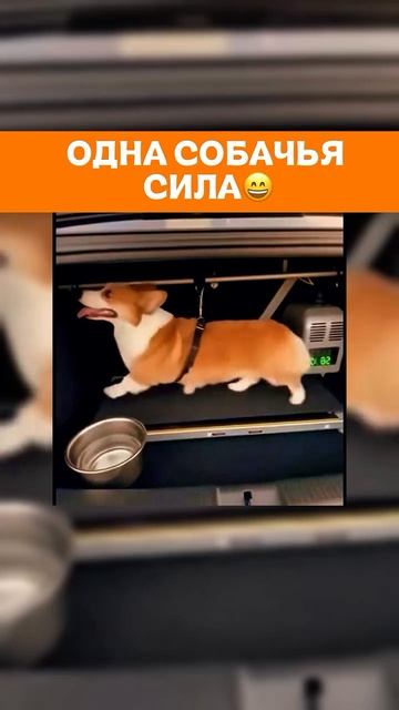 Одна собачья сила.