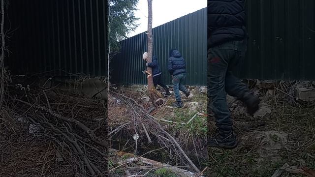 рубим дерево (5)