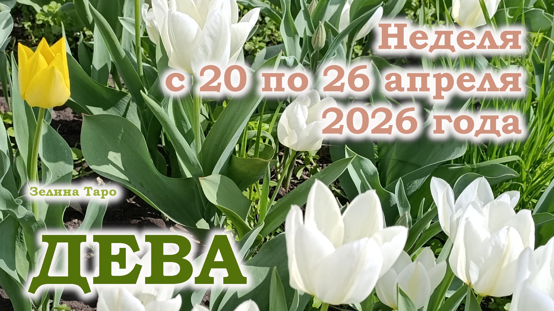 ДЕВА | ТАРО прогноз на неделю с 20 по 26 апреля 2026 года