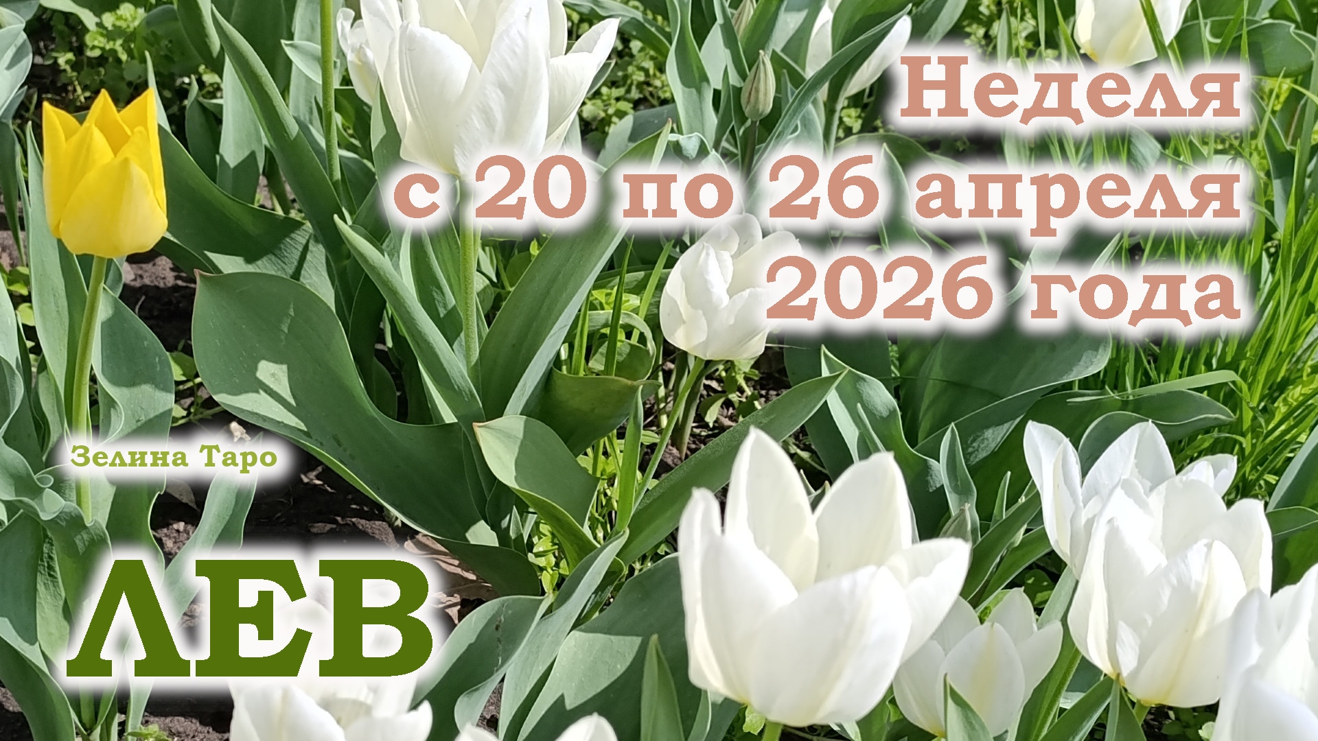 ЛЕВ | ТАРО прогноз на неделю с 20 по 26 апреля 2026 года
