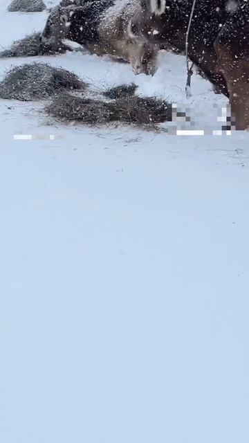 Дагестан спасают животных.