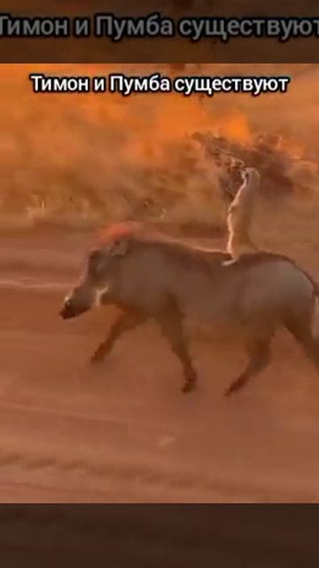 Тимон и Пумба , собственной персоной 🤣
#юмор #смех