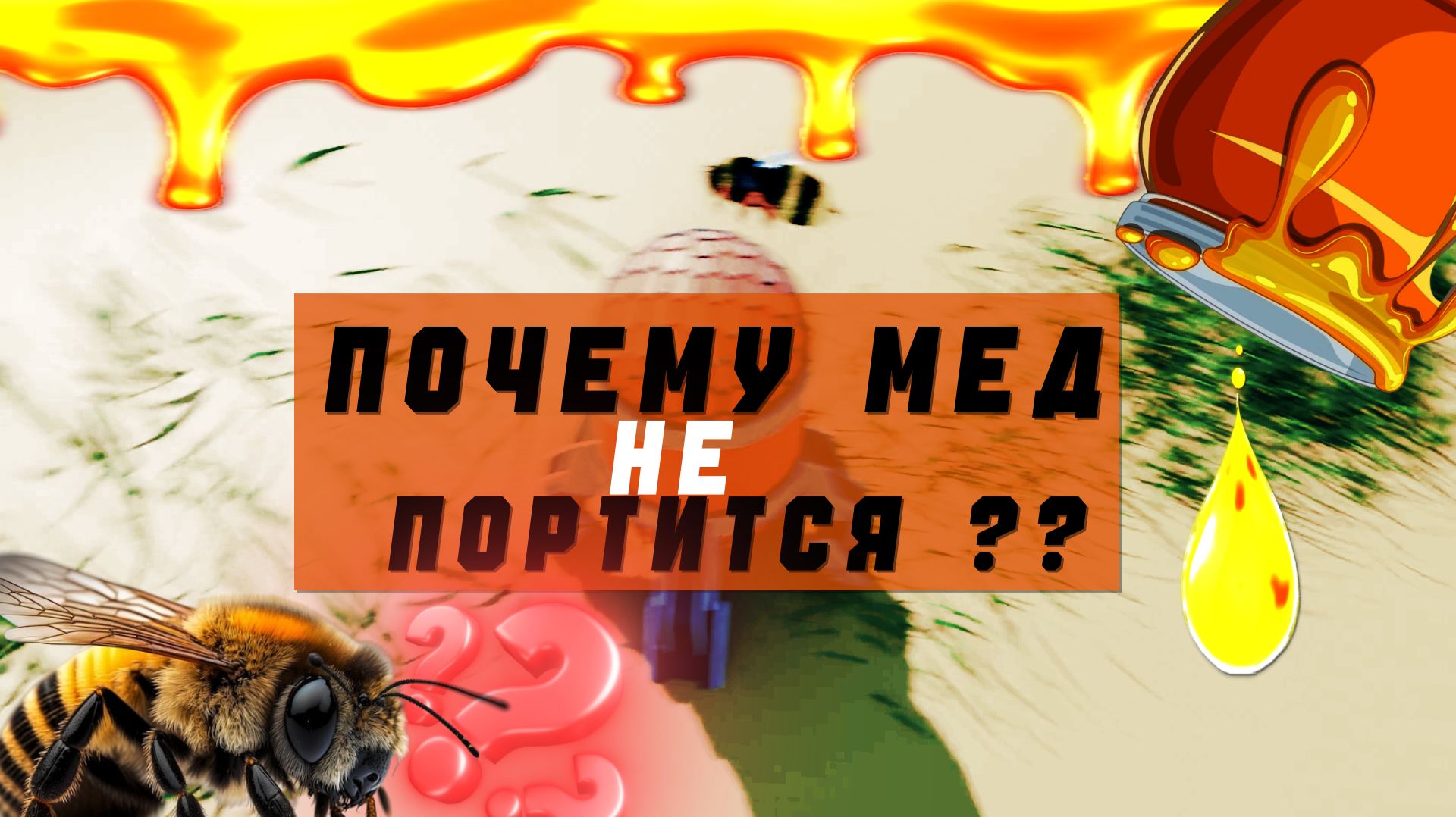 Почему мёд не портится: наука в улье