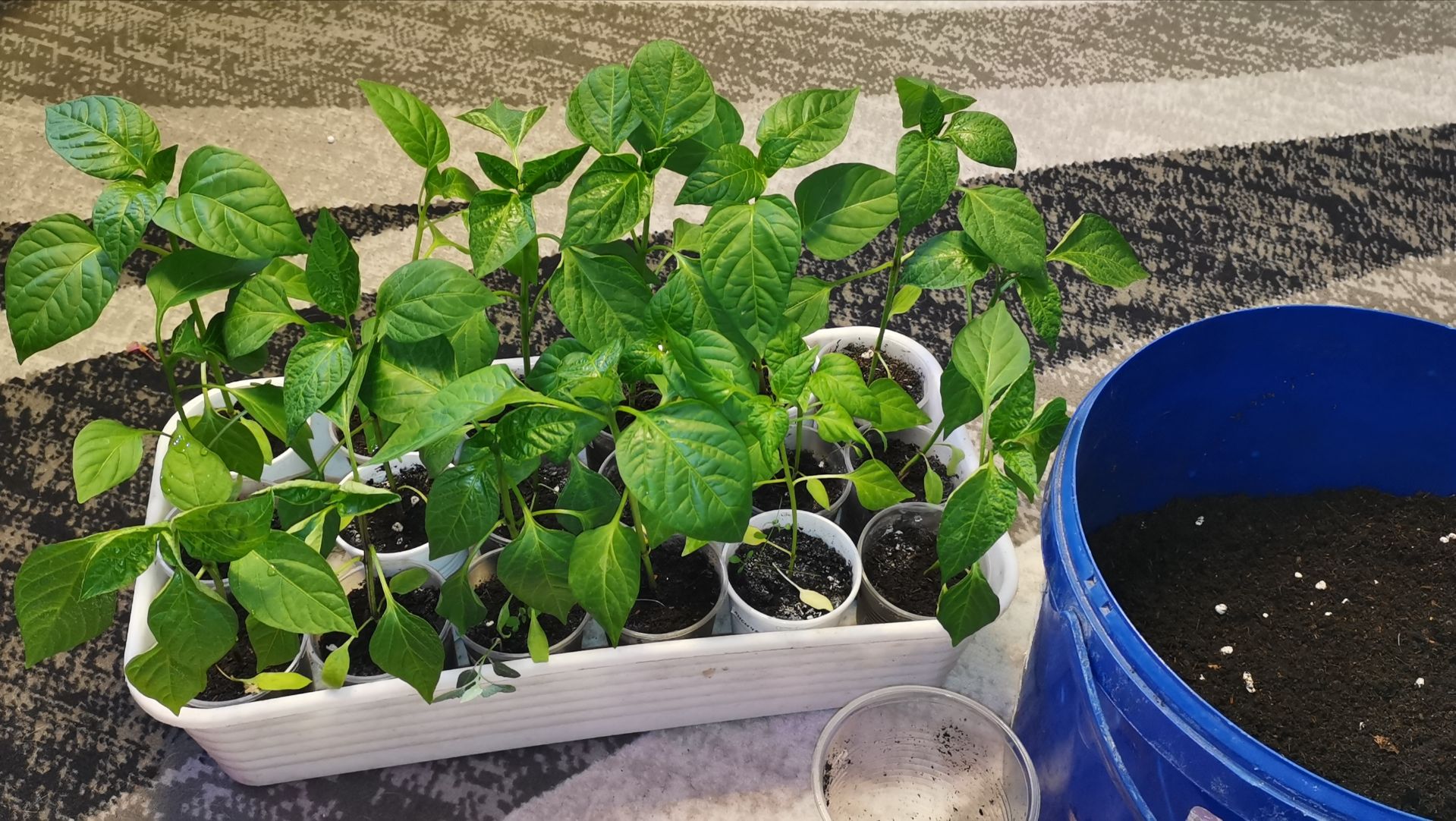 Дубак продолжается 18 апреля пересаживаю перцы! Рассада из семян в подарок.