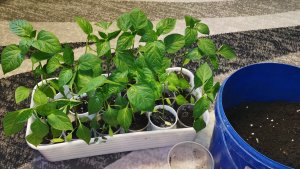 Дубак продолжается 18 апреля пересаживаю перцы! Рассада из семян в подарок.