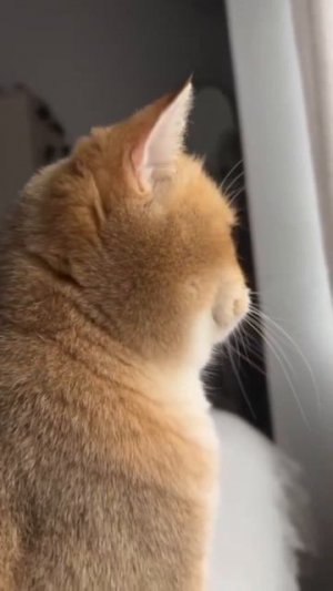 Клип @meowtaverse