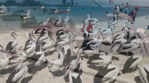 Австралия. Шоу кормления пеликанов около рыбного супермаркета в Голд-Косте. 黄金海岸的鹈鹕觅食