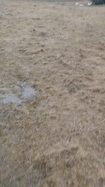 В деревне сегодня ливень