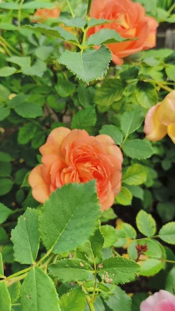 Роза Леди оф Шалот. Красотка!