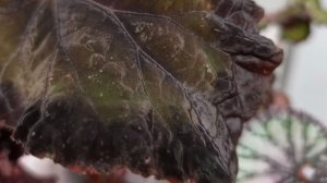 продажа декоративно лиственных бегоний на 18.04.26г