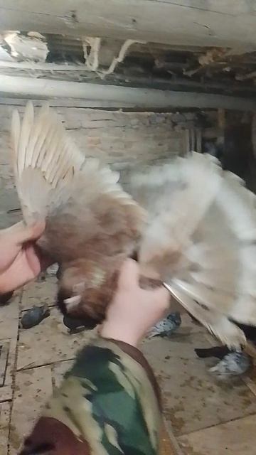 николаевские цветные