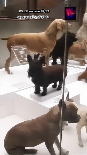 Москва. Дарвиновский музей. Жизнь вовремя СВО. Декабрь 2025.