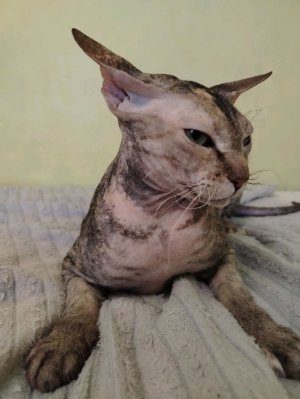 общаюсь зрителями и делаю задание