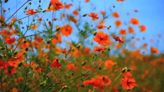 Звуки лета для расслабления и крепкого сна