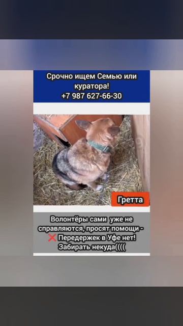 Сдали В ОТЛОВ...Гретта..Она никому больше не нужна...
⚡СРОЧНО ИЩУТ девочке СЕМЬЮ ИЛИ КУРАТОРА!
❌