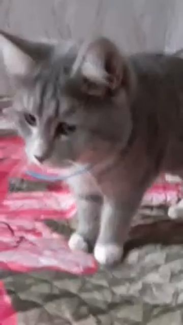 Я пушистый, пухлый кашарик!!!!!!