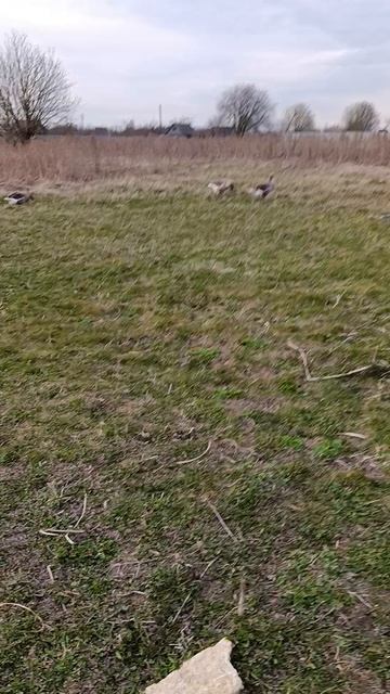 Пасу гусей 🪿