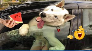 СМЕШНЫЕ КОТЫ | ЛУЧШИЕ ПРИКОЛЫ С КОТАМИ, КОШКИ, ЖИВОТНЫЕ, СМЕШНОЕ ВИДЕО