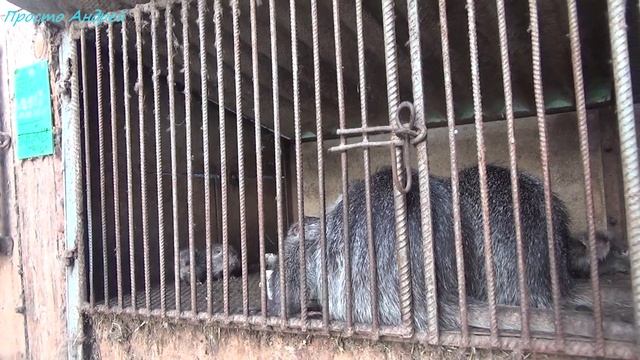 Разведение нутрий не все так плохо