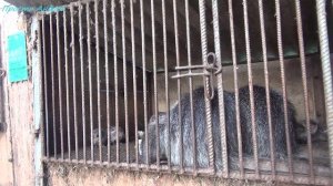 Разведение нутрий не все так плохо