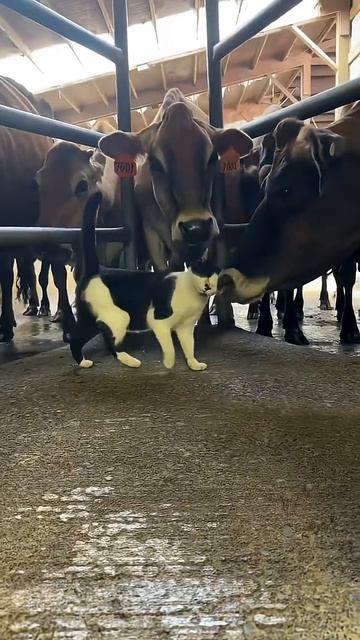 Кошки на ферме