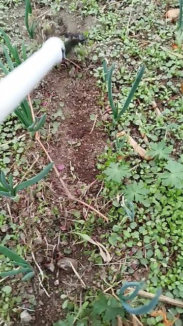 От сорняков на грядках поможет замечательный плоскорез🔥