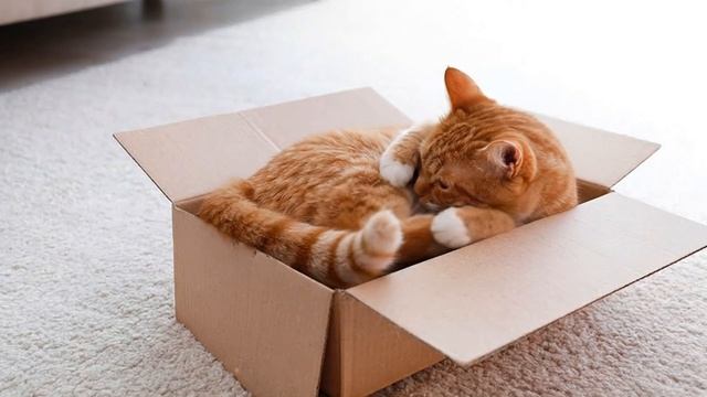 Картонный рай