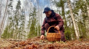 ВЕСЕННИЕ ГРИБЫ ПОШЛИ В АПРЕЛЕ! Грибы 2026